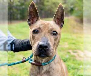 Carolina Dog-Plott Hound Mix Dogs for adoption in Decatur, GA, USA