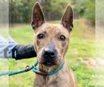 Small Carolina Dog-Plott Hound Mix