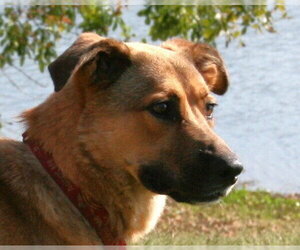 Tooger - Longest Canine Resident - Male Mutt Dog for Adoption - Photo #8