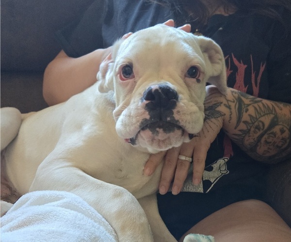 Medium Photo #22 Boxer Puppy For Sale in LAUREL, DE, USA