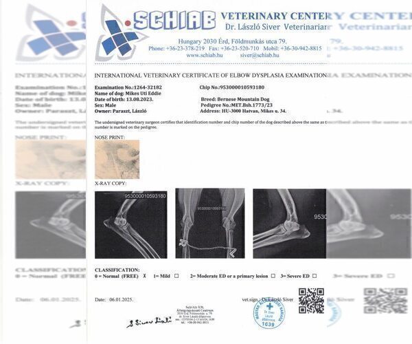 Medium Photo #11 Bernese Mountain Dog Puppy For Sale in Hatvan, Heves, Hungary