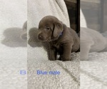 Small Photo #17 Labrador Retriever Puppy For Sale in LINDEN, MI, USA