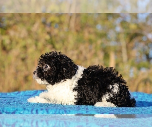 Medium Photo #3 Goldendoodle (Miniature) Puppy For Sale in DYERSBURG, TN, USA