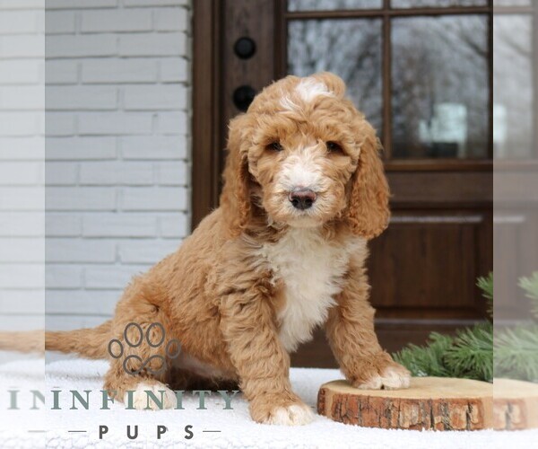 Medium Photo #2 Goldendoodle Puppy For Sale in NARVON, PA, USA