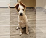 Small #1 Mutt