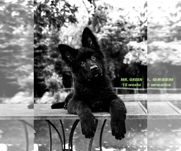 Medium Photo #3 German Shepherd Dog Puppy For Sale in GADSDEN, AL, USA