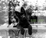 Small #2 German Shepherd Dog