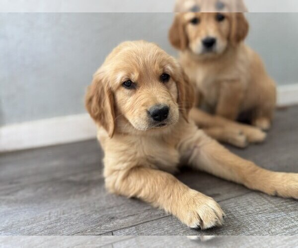 Medium Photo #4 Golden Retriever Puppy For Sale in DE BEQUE, CO, USA
