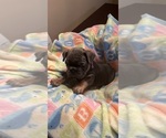 Puppy Puppy 6 purple French Bulldog