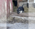 Small Photo #2 German Shepherd Dog Puppy For Sale in WADENA, MN, USA