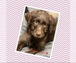 Puppy hershey Labradoodle