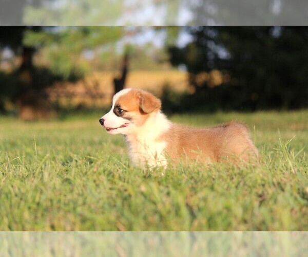 Medium Photo #9 Pembroke Welsh Corgi Puppy For Sale in FORT MADISON, IA, USA