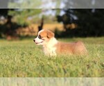 Small #8 Pembroke Welsh Corgi