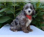 Image preview for Ad Listing. Nickname: Ollie