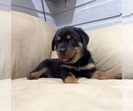 Small #11 Rottweiler