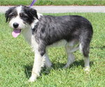 Small Photo #2 Mutt Puppy For Sale in Prattville, AL, USA