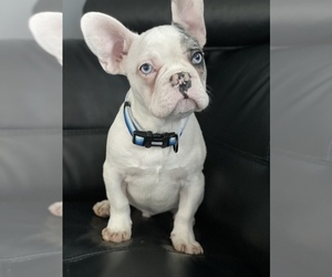 French Bulldog Puppy for sale in BLOOMINGDALE, IL, USA
