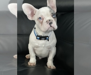 Medium French Bulldog