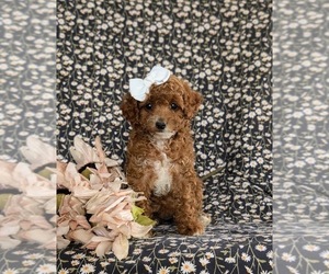 Poodle (Miniature) Puppy for sale in QUARRYVILLE, PA, USA