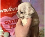 Small Photo #23 Pug Puppy For Sale in MOUNT WASHINGTON, KY, USA