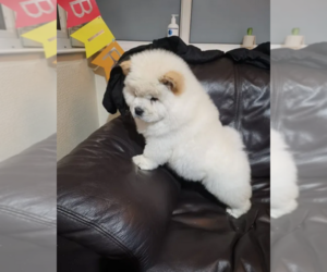 Chow Chow Puppy for sale in WILTON, CA, USA