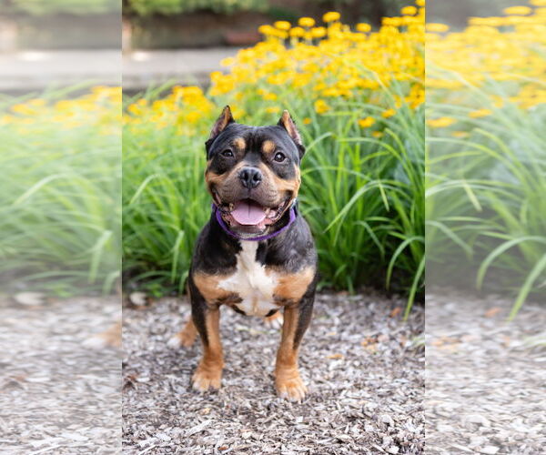 Medium Photo #3 American Pit Bull Terrier-Unknown Mix Puppy For Sale in Crete, IL, USA