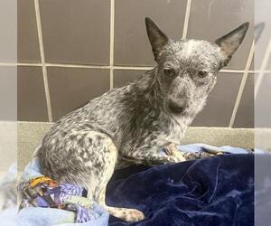 Texas Heeler Dogs for adoption in San Martin, CA, USA