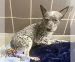 Small Texas Heeler