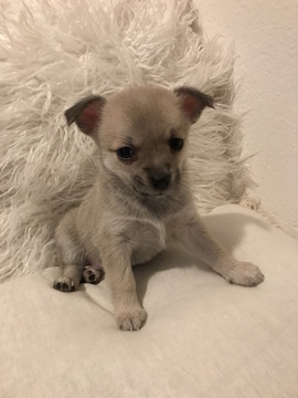Medium Photo #2 Chihuahua Puppy For Sale in TAMPA, FL, USA