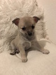 Small Photo #2 Chihuahua Puppy For Sale in TAMPA, FL, USA