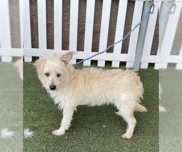Medium Photo #1 Norwich Terrier-Unknown Mix Puppy For Sale in Modesto, CA, USA