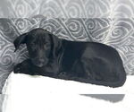 Small Labrador Retriever Mix
