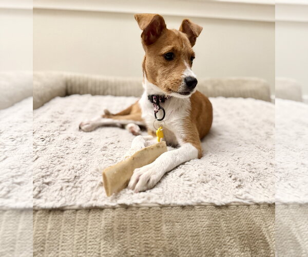 Medium Photo #4 Mutt Puppy For Sale in Sandy, UT, USA