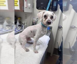 Poodle (Miniature) Dogs for adoption in Norco, CA, USA