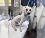 Small Poodle (Miniature)