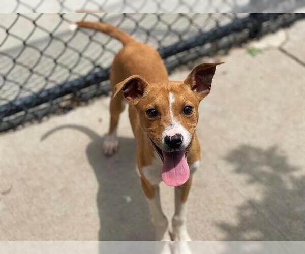 Medium Photo #1 American Pit Bull Terrier Puppy For Sale in Tulsa, OK, USA