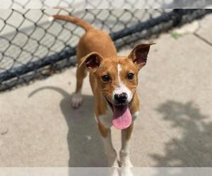 American Pit Bull Terrier Dogs for adoption in Tulsa, OK, USA