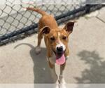 Small American Pit Bull Terrier