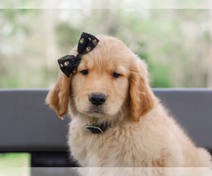 Golden Retriever Puppy for sale in LIBERTY, KY, USA