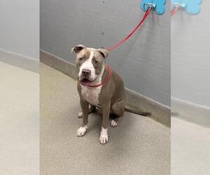 Mutt Dogs for adoption in Las Vegas, NV, USA