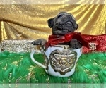 Small Photo #74 French Bulldog Puppy For Sale in HAYWARD, CA, USA