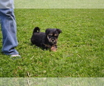 Puppy Duke Yorkshire Terrier-Zuchon Mix