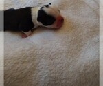 Small Photo #14 Boston Terrier Puppy For Sale in HARRISBURG, PA, USA