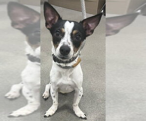 Mutt Dogs for adoption in Forestville, MD, USA