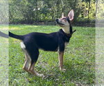 Small #1 German Shepherd Dog Mix