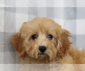 Cavapoo (Miniature) Puppy for sale in MARIETTA, GA, USA