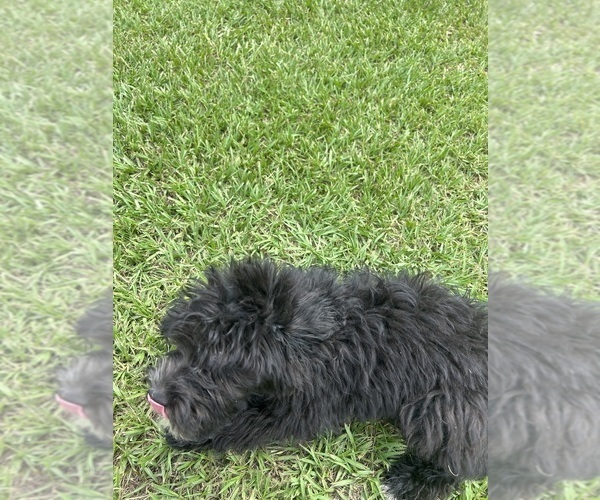 Medium Photo #56 F2 Aussiedoodle Puppy For Sale in BUSH, LA, USA