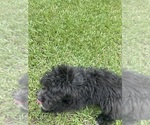 Small #3 F2 Aussiedoodle