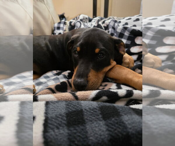Medium Photo #1 Doberman Pinscher-Unknown Mix Puppy For Sale in Minneaoplis, MN, USA