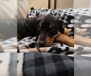 Doberman Pinscher-Unknown Mix Dogs for adoption in Minneaoplis, MN, USA